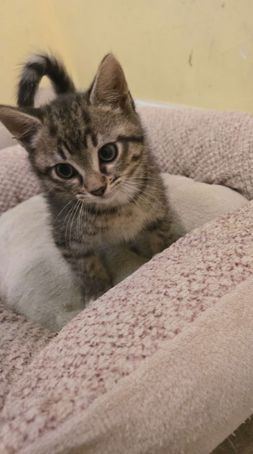 picture of the cat needing adoption