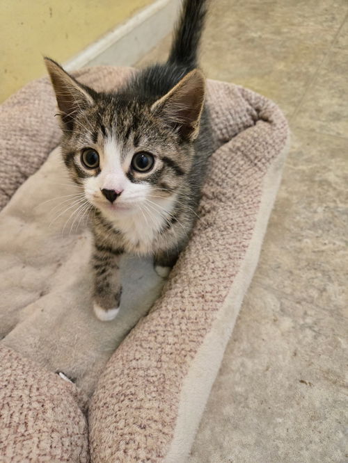 picture of the cat needing adoption