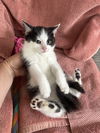 Cleo 2-Male