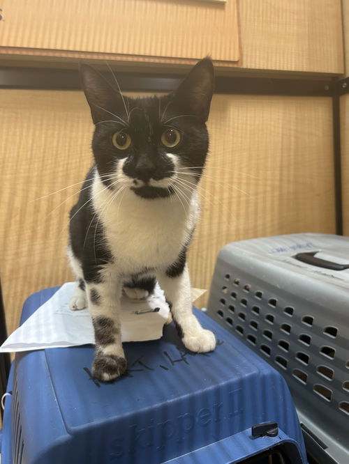 picture of the cat needing adoption