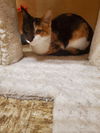 Cinnamon