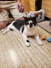 Domino