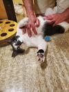 Domino