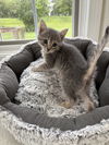 Chloe