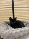 Echo