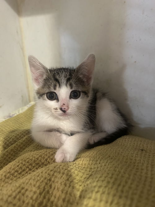 Kit