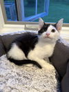 Pierre