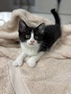 Mittens