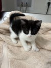 Mittens