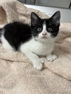 Mittens