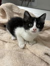 Mittens