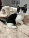 Mittens