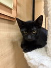 Salem