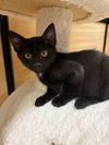Salem