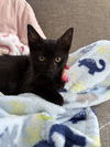 adoptable Cat in Morrisville, PA named Ebony
