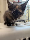 Pepper
