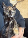 Pepper