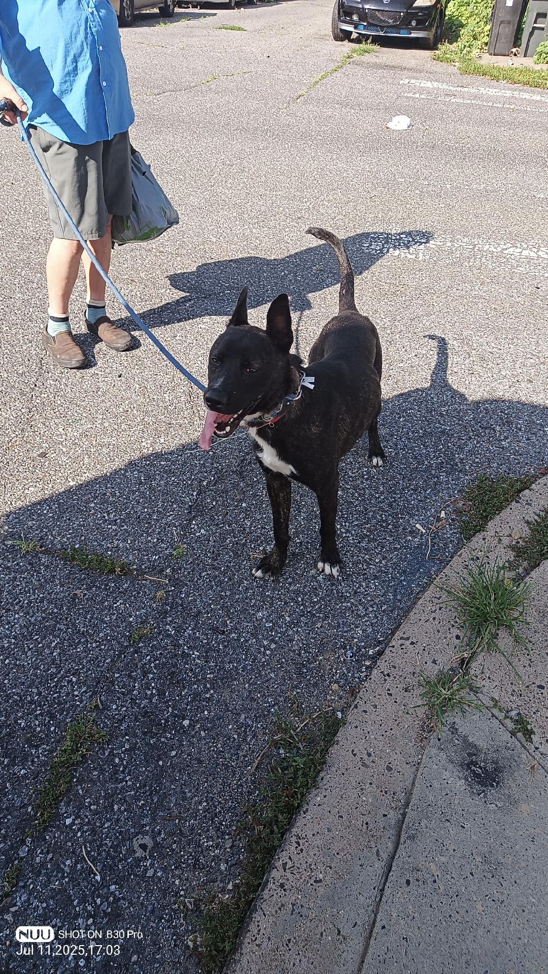 Fabio - Belgian Shepherd Malinois
