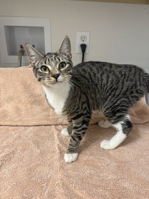 picture of the cat needing adoption