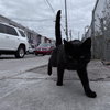 Coal