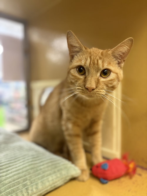 Ziggy
