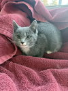 Polly