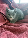 Polly