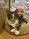 Gigi