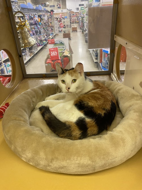 picture of the cat needing adoption