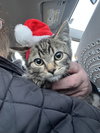 Toemas