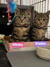Violet