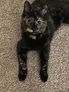Azula