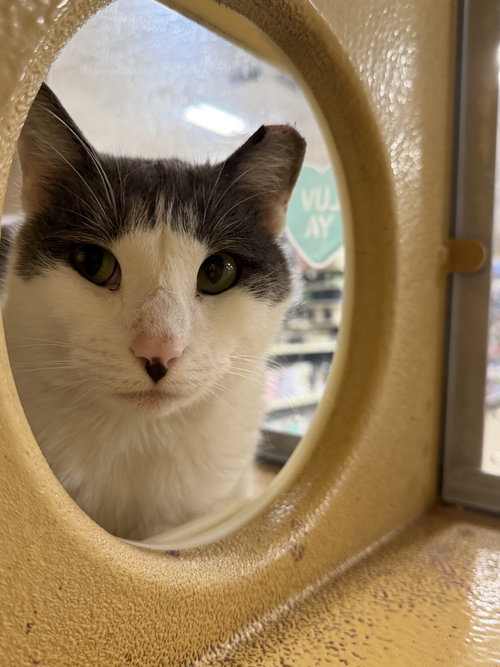 Tootie