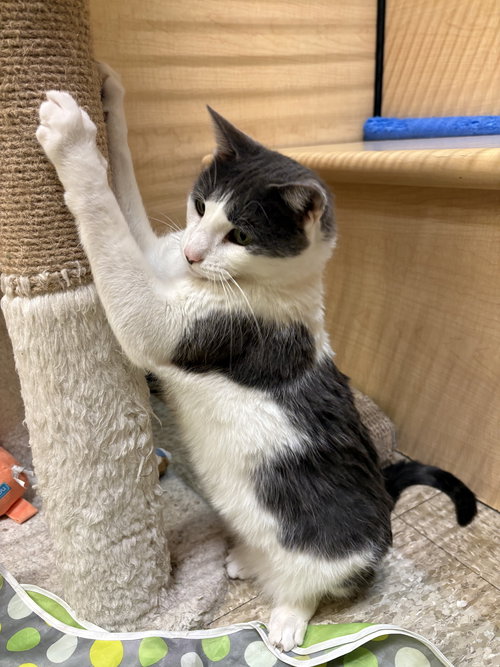 TOOTI - Domestic Short Hair available for adoption