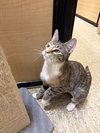 Isabella