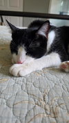 Pip