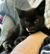 Rascal