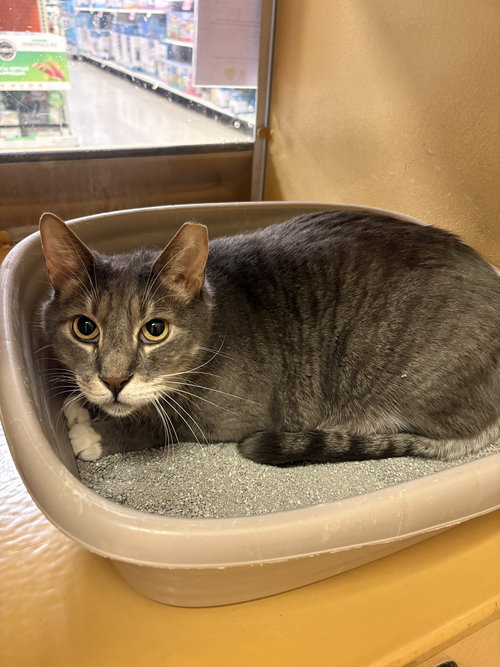 picture of the cat needing adoption