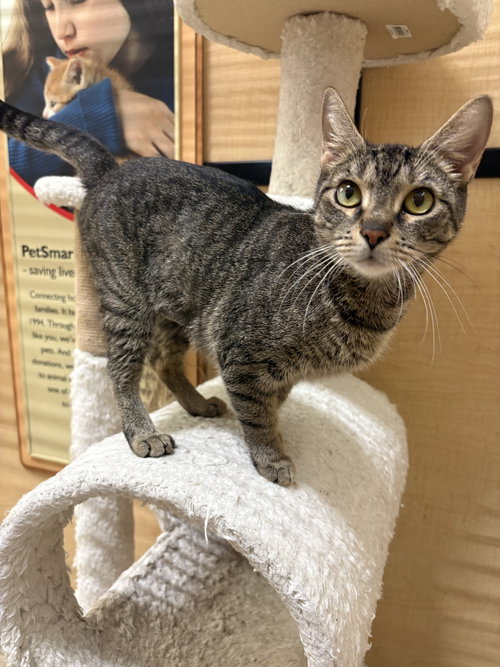 picture of the cat needing adoption