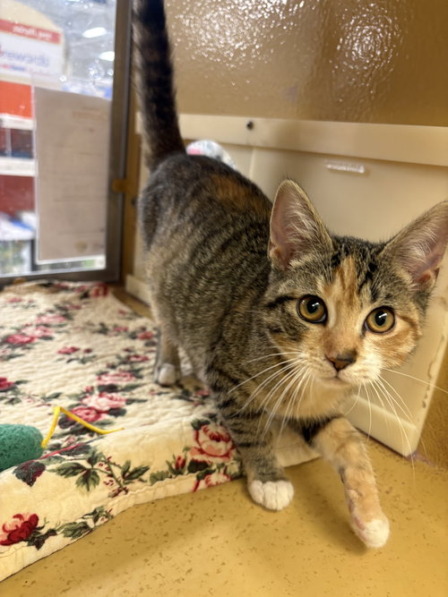 picture of the cat needing adoption