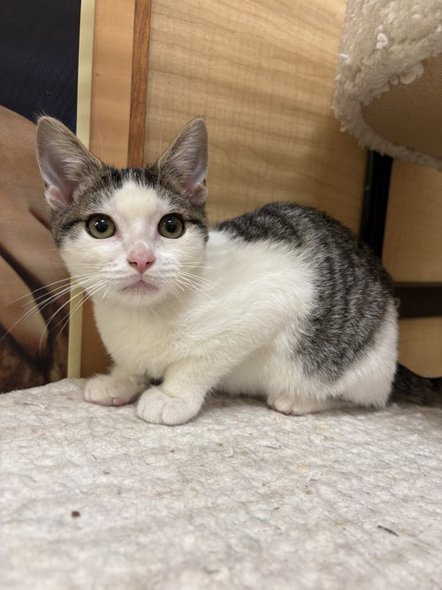 picture of the cat needing adoption
