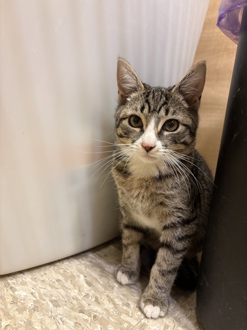 picture of the cat needing adoption