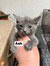Ash