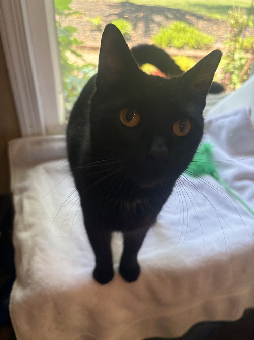 Ember, an adoptable Domestic Short Hair in Yardley, PA