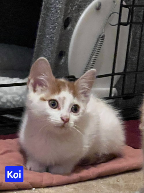 Koi, an adoptable Domestic Short Hair in Yardley, PA