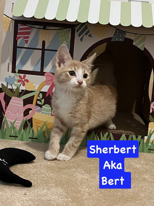 Bert, an adoptable Domestic Short Hair in Yardley, PA