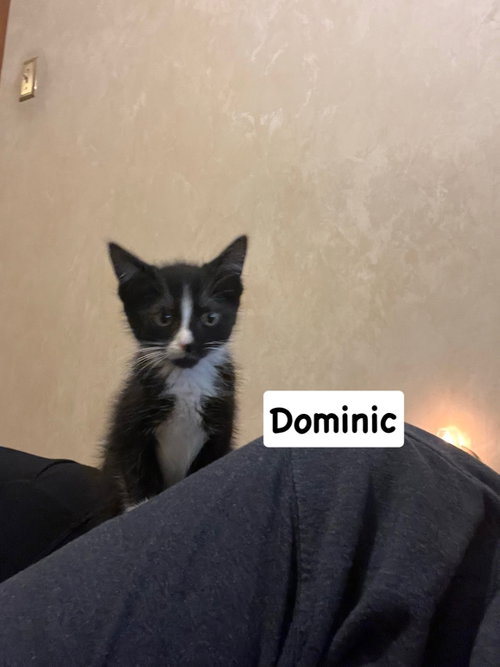 Dominic, an adoptable Domestic Short Hair in Yardley, PA