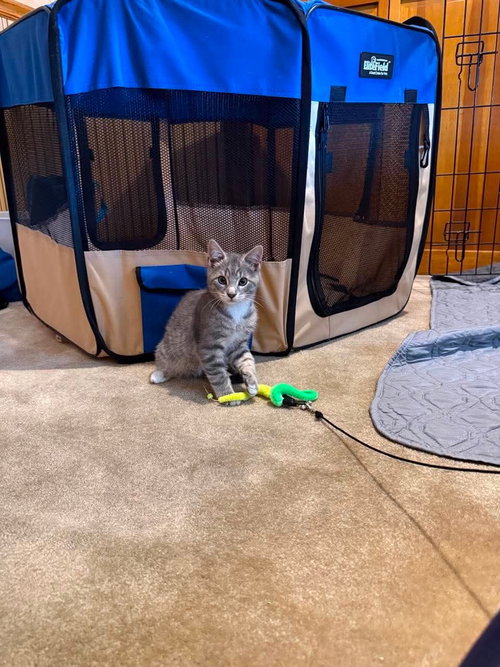 Bruce, an adoptable Domestic Short Hair in Yardley, PA