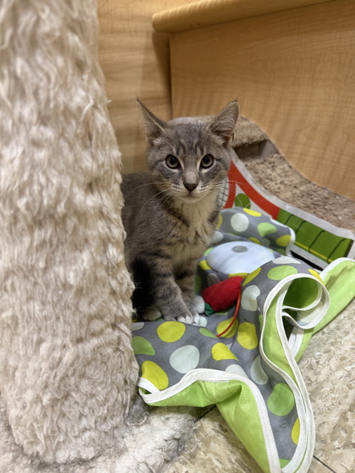 Bruce, Baby Domestic Short Hair / Tabby (short coat), cat for adoption in Camden, New Jersey