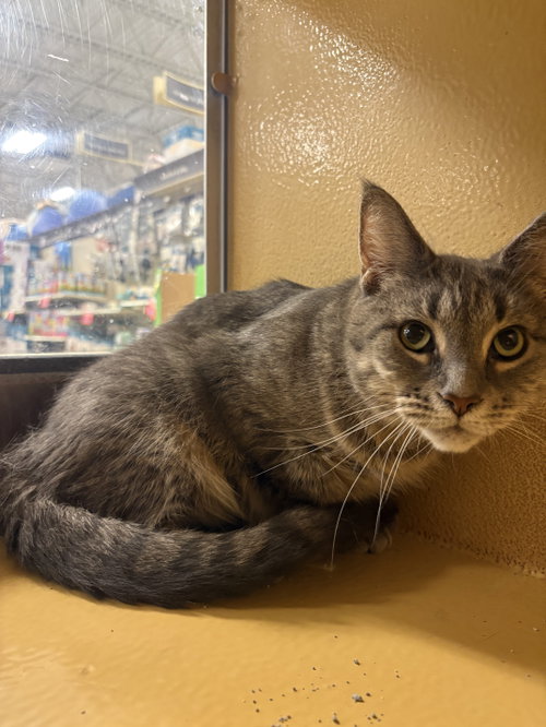 PRINCESS - Domestic Short Hair / Tabby available for adoption